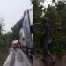 Trechos da BR-174 são interditados após tombamento de árvores em Manaus