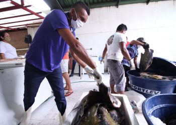 Com sete toneladas à venda, FAS realiza últimas feiras do ano de peixe manejado de rio