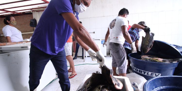 Com sete toneladas à venda, FAS realiza últimas feiras do ano de peixe manejado de rio