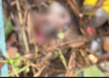 Imagens fortes: feto é encontrado dentro de tubulação em Manaus