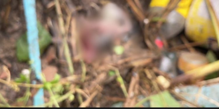 Imagens fortes: feto é encontrado dentro de tubulação em Manaus