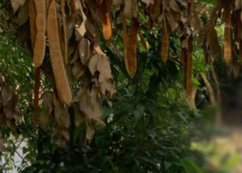 Homem é sequestrado e pendurado pelo pescoço em árvore no Tarumã; ele sobreviveu