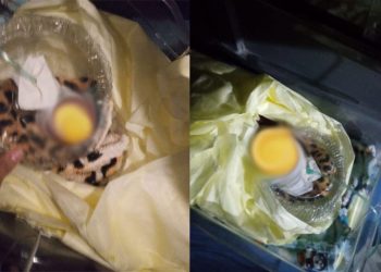 Bebê prematuro é transportado para Manaus dentro de embalagem de bolo