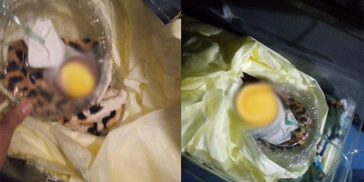 Bebê prematuro é transportado para Manaus dentro de embalagem de bolo