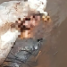 Corpo é encontrado boiando em igarapé na zona Oeste de Manaus