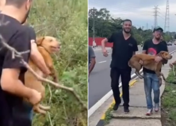 Cadelinha ‘fujona’ que escapou de clínica em Manaus é encontrada viva na Avenida das Torres