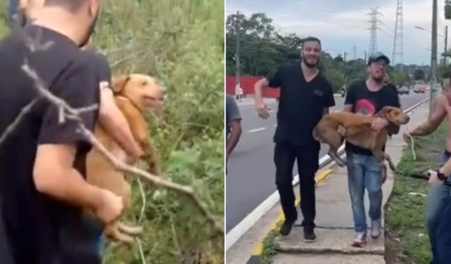 Cadelinha ‘fujona’ que escapou de clínica em Manaus é encontrada viva na Avenida das Torres