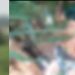 Vulgo ‘Olhão’ é encontrado morto pela mãe em terreno baldio na zona Leste de Manaus