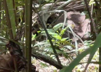 Corpo de homem é encontrado dentro de cova em Manaus