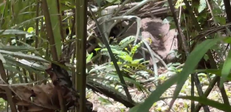 Corpo de homem é encontrado dentro de cova em Manaus