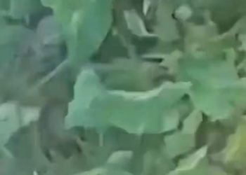 Vídeo: casal é flagrado ‘demonstrando seu amor’ em público e a luz do dia