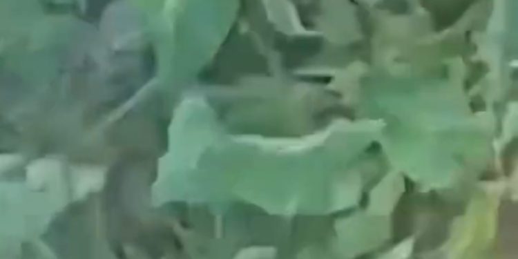Vídeo: casal é flagrado ‘demonstrando seu amor’ em público e a luz do dia