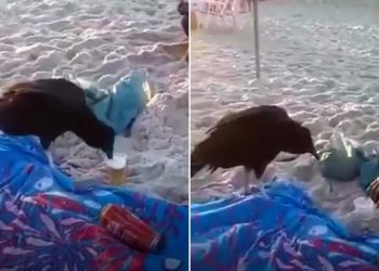 Banhistas flagram urubu tomando uma cervejinha na praia debaixo de sol escaldante