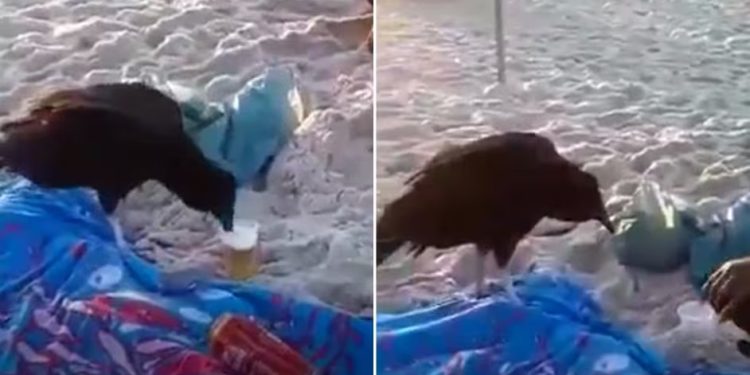 Banhistas flagram urubu tomando uma cervejinha na praia debaixo de sol escaldante