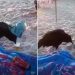Banhistas flagram urubu tomando uma cervejinha na praia debaixo de sol escaldante