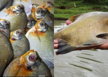 Confira como a China se tornou a maior produtora do mundo de peixes amazônicos