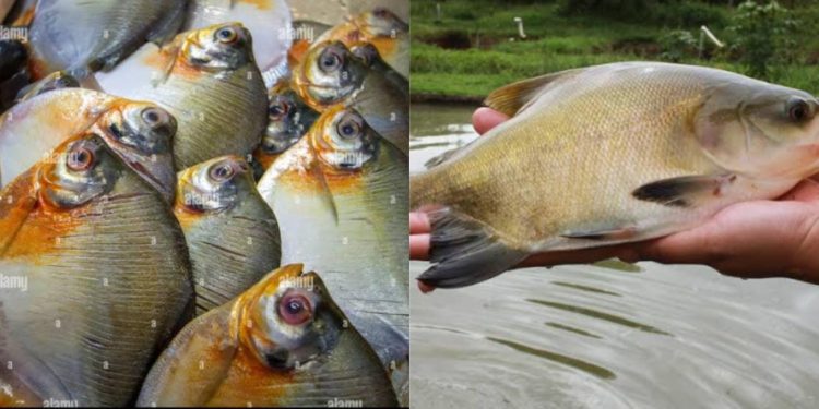 Confira como a China se tornou a maior produtora do mundo de peixes amazônicos