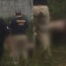 Grupo desova corpo em decomposição em terreno baldio na zona Norte de Manaus