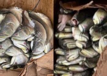 Duas toneladas de pescado ilegal são apreendidas em porto de Manaus