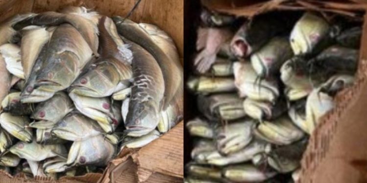 Duas toneladas de pescado ilegal são apreendidas em porto de Manaus