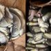 Duas toneladas de pescado ilegal são apreendidas em porto de Manaus