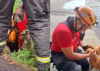 ‘Dog caramelo’ é resgatado após cair em bueiro de Manaus