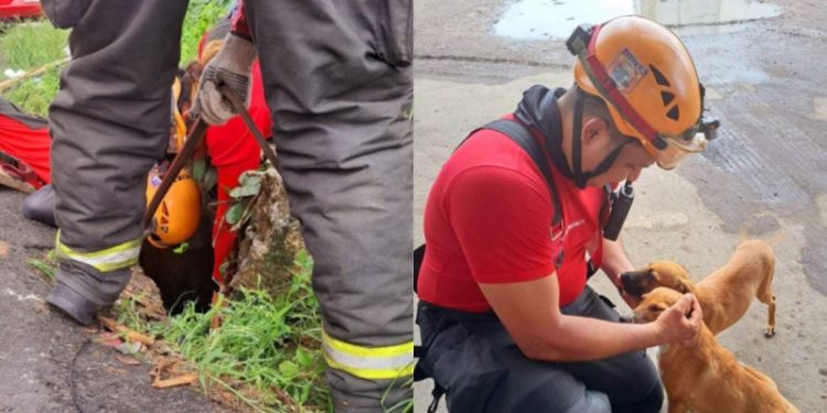 ‘Dog caramelo’ é resgatado após cair em bueiro de Manaus