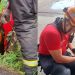 ‘Dog caramelo’ é resgatado após cair em bueiro de Manaus