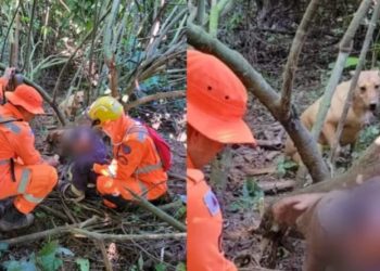 Idoso se perde em mata fechada e é encontrado graças ao seu cachorro