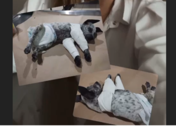 Valentão agride esposa e quebra as patas do cachorrinho dela, em Manaus