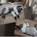 Valentão agride esposa e quebra as patas do cachorrinho dela, em Manaus