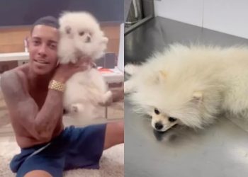 Doguinho de Mc Poze engole baseado e vai parar no veterinário chapado: ‘zé droguinha’