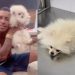 Doguinho de Mc Poze engole baseado e vai parar no veterinário chapado: ‘zé droguinha’