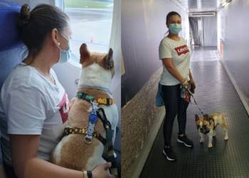 Justiça concede o direito de casal viajar com cão na cabine do avião de Manaus para Joinville