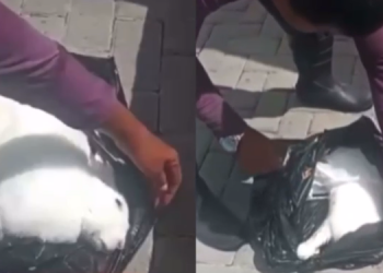 Em Manaus, moradora encontra coelho amarrado dentro de saco de lixo de condomínio