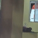 Corpo é encontrado boiando por moradores em comunidade no interior do AM