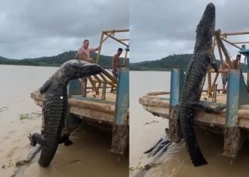 Vídeo: garimpeiros fisgam jacaré gigante no Amazonas e são acusados de crime ambiental