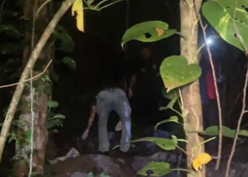 Cães farejadores encontram ossada humana completa em Manaus após polícia receber denúncia