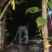 Cães farejadores encontram ossada humana completa em Manaus após polícia receber denúncia