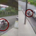 Vídeo mostra momento que vítima de sequestro se joga de carro em movimento em Manaus; veja