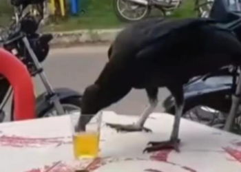 Urubu ‘toma uma’ em mesa de bar com direito a garçom