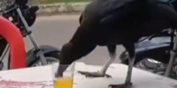 Urubu ‘toma uma’ em mesa de bar com direito a garçom