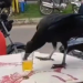 Urubu ‘toma uma’ em mesa de bar com direito a garçom