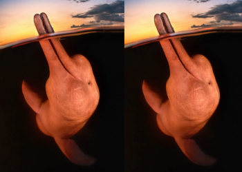 Imagem de boto ‘sorrindo’ ganha 1º lugar de concurso mundial de fotografia