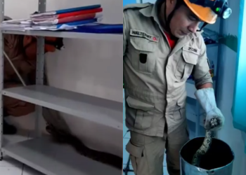 Jiboia é encontrada em sala de aula de creche do Amazonas