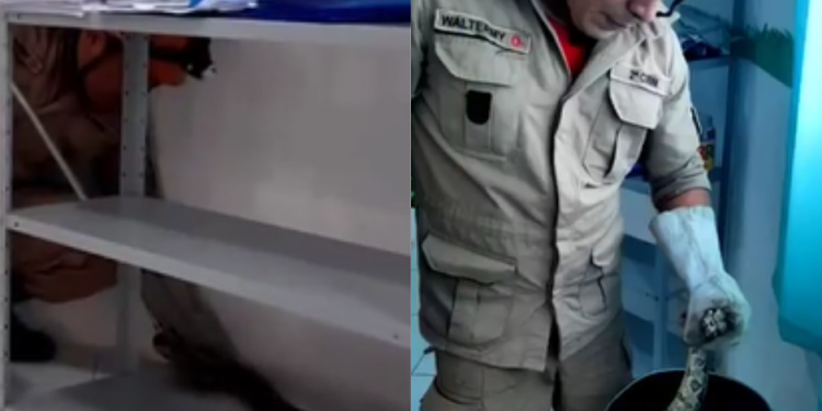 Jiboia é encontrada em sala de aula de creche do Amazonas