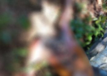 Cadáver em decomposição é encontrado em Iranduba