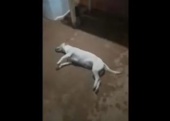 Cadela morre após ser estupra por dois dias