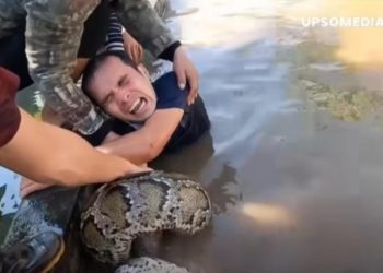 Vídeo: homem enfrenta duas cobras gigantes e é sufocado por elas