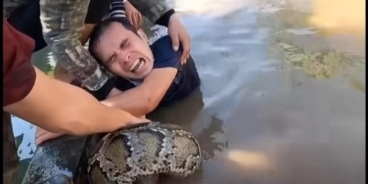 Vídeo: homem enfrenta duas cobras gigantes e é sufocado por elas